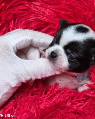 Chihuahua mini toy pedigree ENCI maschio