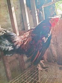 Gallo