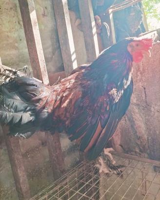 Gallo