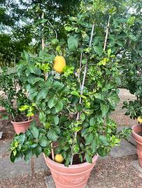 Piante di limone