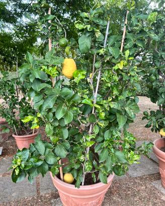 Piante di limone