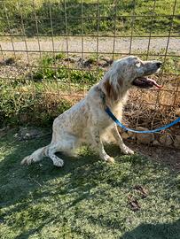 Cuccioli setter breton genitore con petegree enci