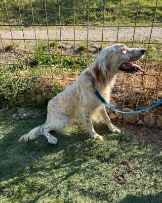 Cuccioli setter breton genitore con petegree enci