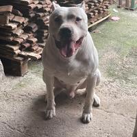 Dogo Argentino Per Monta