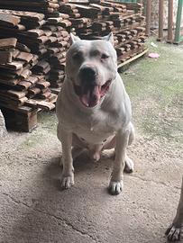 Dogo Argentino Per Monta