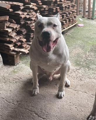 Dogo Argentino Per Monta