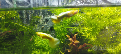Guppy Dumbo selezionati