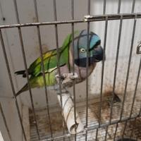 Parrocchetto derbiana