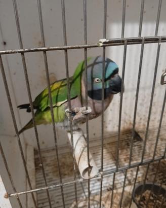 Parrocchetto derbiana