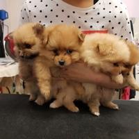 Spitz nano di Pomerania marrone o rosso