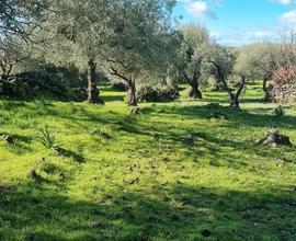 Terreno Ragalna Bassa Con Rudere