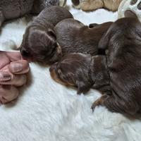 Bassotto tedesco nano kaninchen a pelo corto Enci