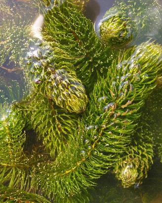 Ceratophyllum demersum - piante acquatiche