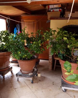 limoni