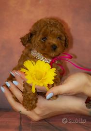 Barboncino yoy fulvo