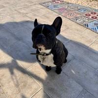 Bouledogue francese per monta