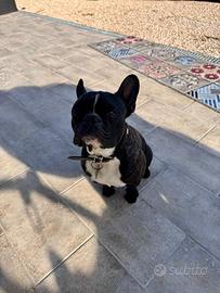 Bouledogue francese per monta