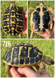 Maschio Testudo hermanni hermanni tartaruga terra