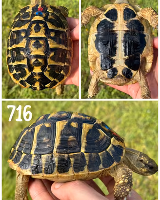 Maschio Testudo hermanni hermanni tartaruga terra