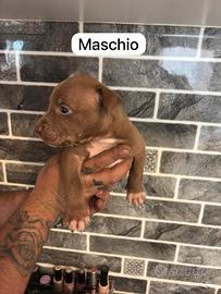 Pitbull ukc