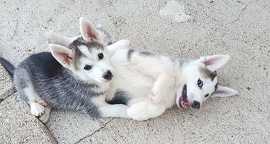 Cuccioli Husky