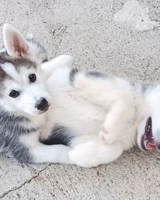 Cuccioli Husky
