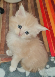 Splendida Maine Coon Crema/White