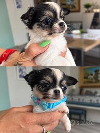 Chihuahua pelo lungo
