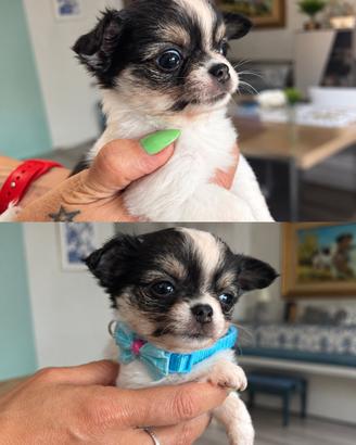 Chihuahua pelo lungo