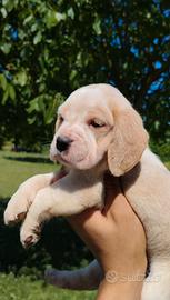 Cucciole beagle