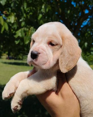 Cucciole beagle
