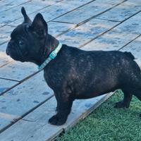 Bulldog francese