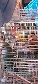 Inseparabili sessati maschi e femmine