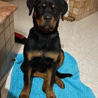 Cucciola di rootwiler