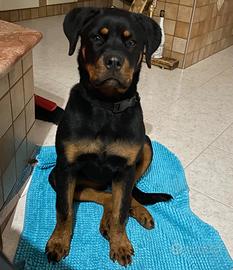 Cucciola di rootwiler