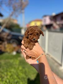 Barboncine Toy con pedigree Enci