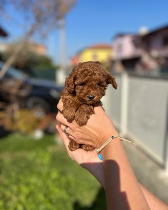 Barboncine Toy con pedigree Enci