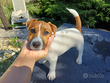 Jack russell maschio con pedigree