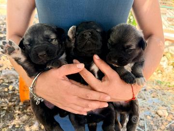 Cuccioli pastore del Caucaso