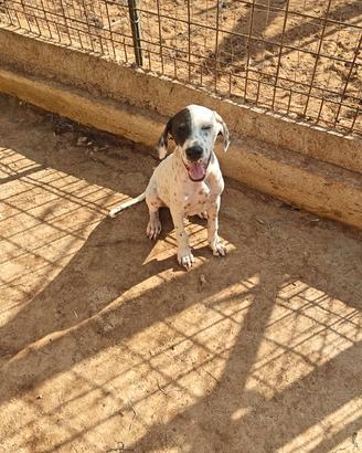 Terrasini: Cucciolo di 4 mesi