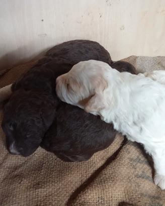 Lagotto romagnolo