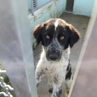 Heidi cucciolona taglia media