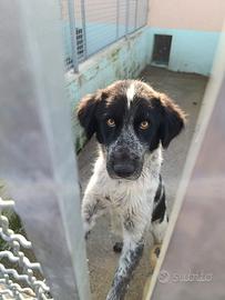 Heidi cucciolona taglia media