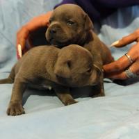 Staffordshire bull terrier