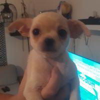 Chihuahua maschi