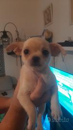 Chihuahua maschi