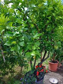 Piante limoni