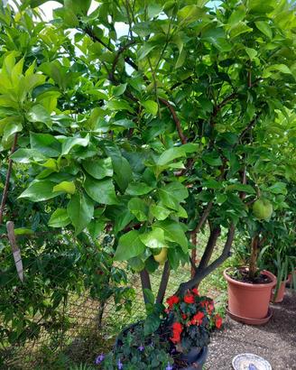 Piante limoni