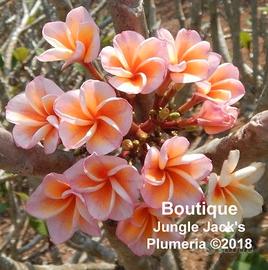 Plumeria varietà "Boutique"
