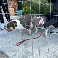 American bully tricolor
